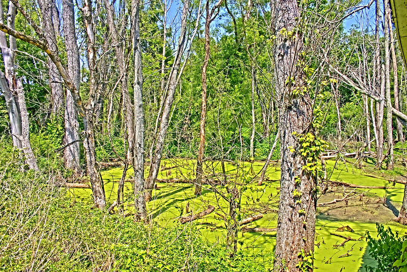 HDR photo of a marsh in Tennessee